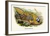 Reeve's Pheasant-Birds Of Asia-John Gould-Framed Art Print