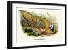 Reeve's Pheasant-Birds Of Asia-John Gould-Framed Premium Giclee Print