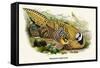 Reeve's Pheasant-Birds Of Asia-John Gould-Framed Stretched Canvas