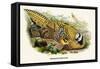 Reeve's Pheasant-Birds Of Asia-John Gould-Framed Stretched Canvas