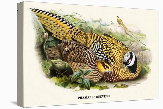 Reeve's Pheasant-Birds Of Asia-John Gould-Stretched Canvas