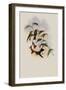 Reeve's Sapphire, Eucephala C?ruleo-Lavata-John Gould-Framed Giclee Print