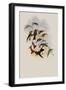 Reeve's Sapphire, Eucephala C?ruleo-Lavata-John Gould-Framed Giclee Print