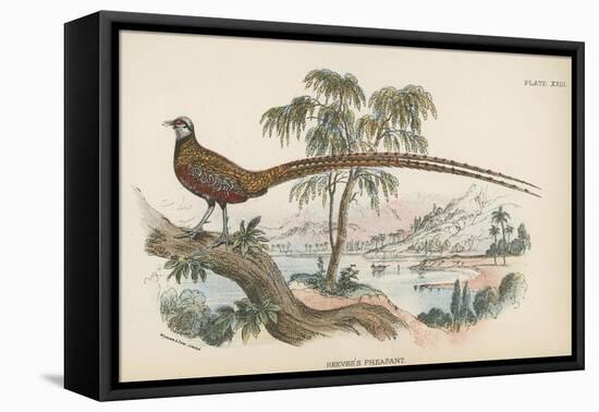 Reeves's Pheasant-English School-Framed Stretched Canvas