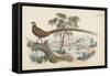 Reeves's Pheasant-English School-Framed Stretched Canvas