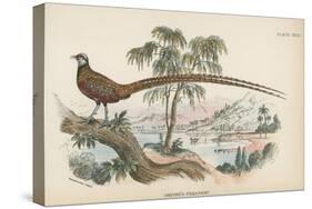 Reeves's Pheasant-English School-Stretched Canvas