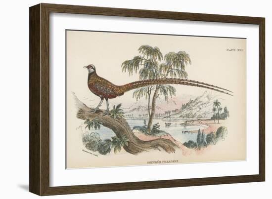 Reeves's Pheasant-English School-Framed Giclee Print