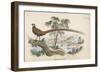 Reeves's Pheasant-English School-Framed Giclee Print