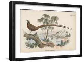 Reeves's Pheasant-English School-Framed Giclee Print