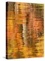 Refections of Fall Foliage and Birch Trees in Pond, Acadia National Park, Maine, USA-Joanne Wells-Stretched Canvas