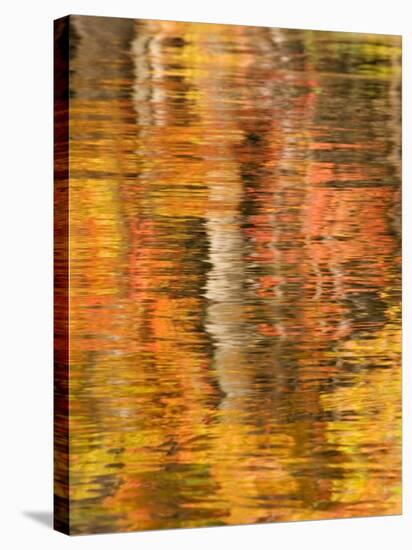 Refections of Fall Foliage and Birch Trees in Pond, Acadia National Park, Maine, USA-Joanne Wells-Stretched Canvas