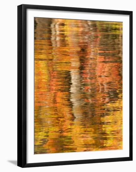 Refections of Fall Foliage and Birch Trees in Pond, Acadia National Park, Maine, USA-Joanne Wells-Framed Premium Photographic Print