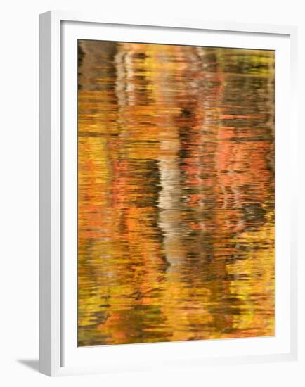 Refections of Fall Foliage and Birch Trees in Pond, Acadia National Park, Maine, USA-Joanne Wells-Framed Premium Photographic Print