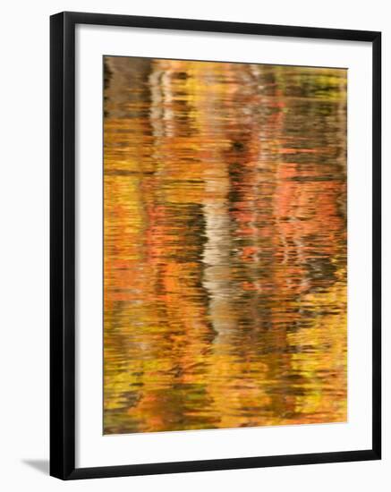 Refections of Fall Foliage and Birch Trees in Pond, Acadia National Park, Maine, USA-Joanne Wells-Framed Premium Photographic Print