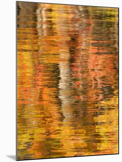 Refections of Fall Foliage and Birch Trees in Pond, Acadia National Park, Maine, USA-Joanne Wells-Mounted Photographic Print