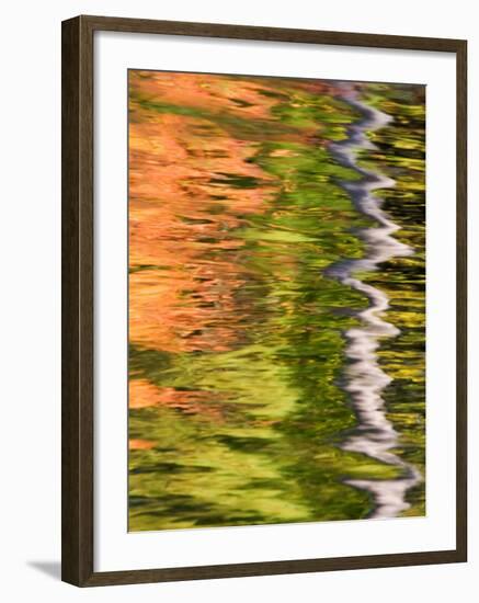 Refections of Fall Foliage and Birch Trees in Pond, Acadia National Park, Maine, USA-Joanne Wells-Framed Premium Photographic Print