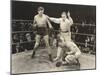 Referee Counting over Boxer in Ring-null-Mounted Photo