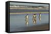 Reflected Gentoo Penguins (Pygoscelis Papua) Emerge from the Sea-Eleanor-Framed Stretched Canvas