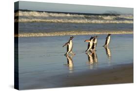 Reflected Gentoo Penguins (Pygoscelis Papua) Emerge from the Sea-Eleanor-Stretched Canvas