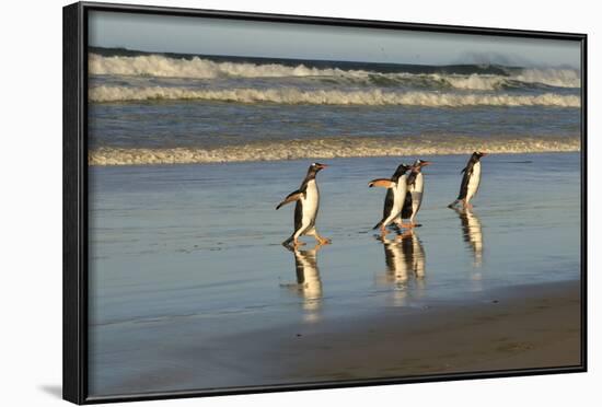 Reflected Gentoo Penguins (Pygoscelis Papua) Emerge from the Sea-Eleanor-Framed Photographic Print