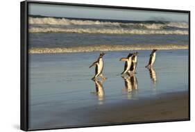 Reflected Gentoo Penguins (Pygoscelis Papua) Emerge from the Sea-Eleanor-Framed Photographic Print