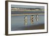 Reflected Gentoo Penguins (Pygoscelis Papua) Emerge from the Sea-Eleanor-Framed Photographic Print