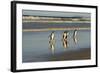 Reflected Gentoo Penguins (Pygoscelis Papua) Emerge from the Sea-Eleanor-Framed Photographic Print