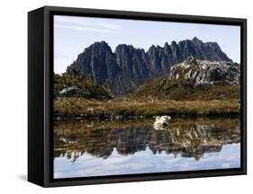 Reflected in Tarn on 'Cradle Mountain - Lake St Clair National Park', Tasmania, Australia-Christian Kober-Framed Stretched Canvas