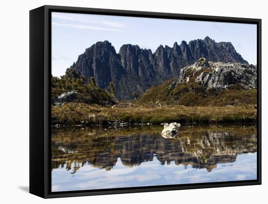 Reflected in Tarn on 'Cradle Mountain - Lake St Clair National Park', Tasmania, Australia-Christian Kober-Framed Stretched Canvas