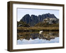 Reflected in Tarn on 'Cradle Mountain - Lake St Clair National Park', Tasmania, Australia-Christian Kober-Framed Photographic Print