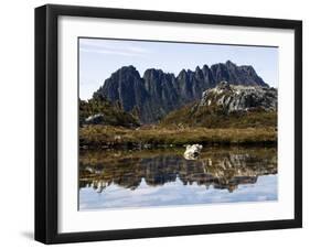 Reflected in Tarn on 'Cradle Mountain - Lake St Clair National Park', Tasmania, Australia-Christian Kober-Framed Photographic Print