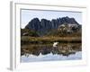 Reflected in Tarn on 'Cradle Mountain - Lake St Clair National Park', Tasmania, Australia-Christian Kober-Framed Photographic Print