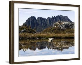 Reflected in Tarn on 'Cradle Mountain - Lake St Clair National Park', Tasmania, Australia-Christian Kober-Framed Photographic Print