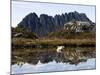 Reflected in Tarn on 'Cradle Mountain - Lake St Clair National Park', Tasmania, Australia-Christian Kober-Mounted Photographic Print