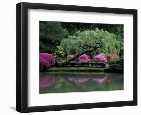 Reflecting pool and Rhododendrons in Japanese Garden, Seattle, Washington, USA-Jamie & Judy Wild-Framed Photographic Print