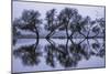 Reflection Ballet, Winter in Marin County, California-Vincent James-Mounted Photographic Print