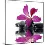 Reflection for Black Pebbles with Beauty Red Flower-crystalfoto-Mounted Photographic Print