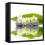 Reflection for Zen Stones and Orchid ,Green Leaf-Apollofoto-Framed Stretched Canvas