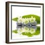 Reflection for Zen Stones and Orchid ,Green Leaf-Apollofoto-Framed Photographic Print