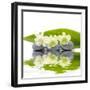 Reflection for Zen Stones and Orchid ,Green Leaf-Apollofoto-Framed Photographic Print