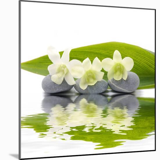 Reflection for Zen Stones and Orchid ,Green Leaf-Apollofoto-Mounted Photographic Print