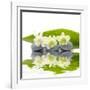 Reflection for Zen Stones and Orchid ,Green Leaf-Apollofoto-Framed Photographic Print