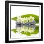 Reflection for Zen Stones and Orchid ,Green Leaf-Apollofoto-Framed Photographic Print