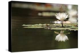 Reflection Lotus Flower-Hayati Kayhan-Stretched Canvas