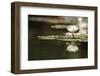 Reflection Lotus Flower-Hayati Kayhan-Framed Photographic Print