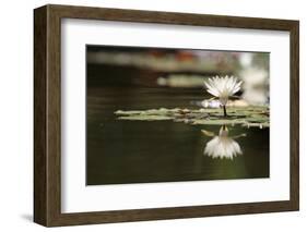 Reflection Lotus Flower-Hayati Kayhan-Framed Photographic Print