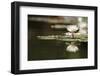 Reflection Lotus Flower-Hayati Kayhan-Framed Photographic Print