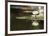 Reflection Lotus Flower-Hayati Kayhan-Framed Photographic Print