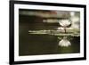 Reflection Lotus Flower-Hayati Kayhan-Framed Photographic Print