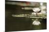 Reflection Lotus Flower-Hayati Kayhan-Mounted Photographic Print